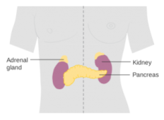 adrenal glands How to Lower Cortisol Levels