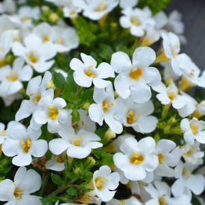 Bacopa Monnieri Bacopa Monnieri